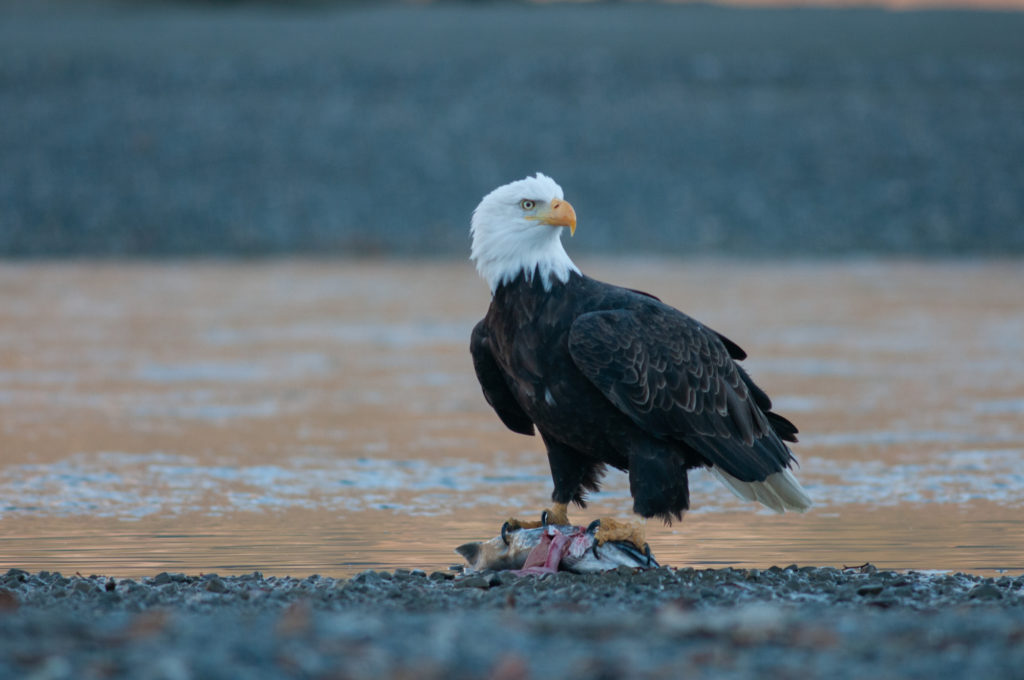Bald Eagle on Chilkat River | Andy Hedden