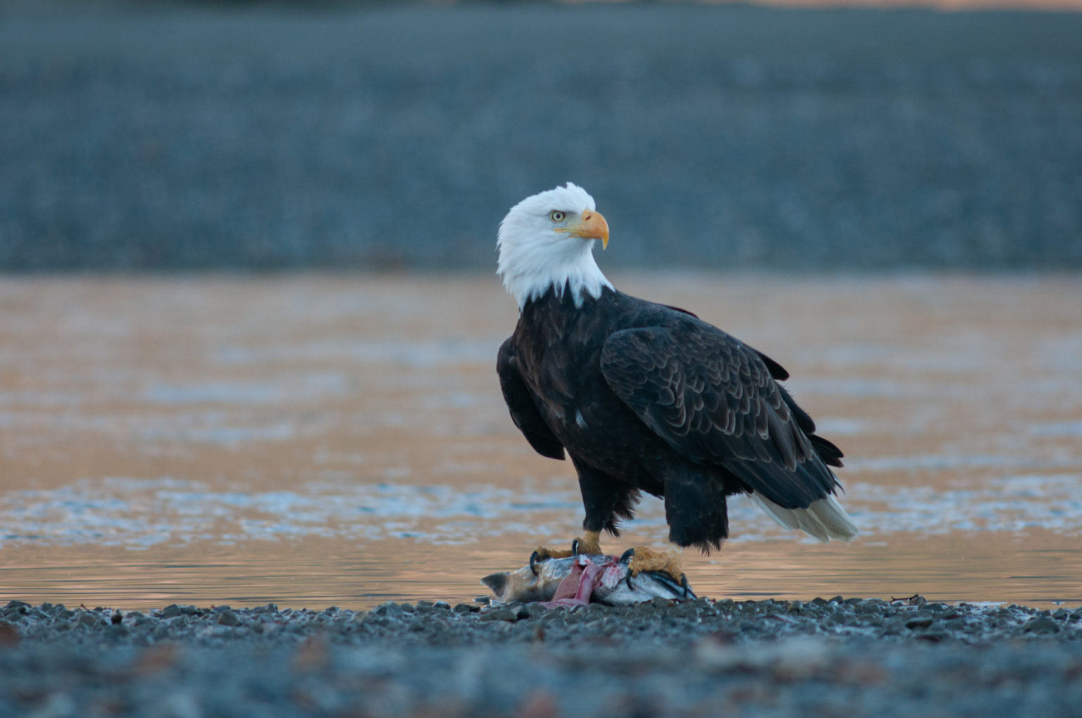 Chilkat and Klehini Rivers – America's Most Endangered Rivers® of 2026