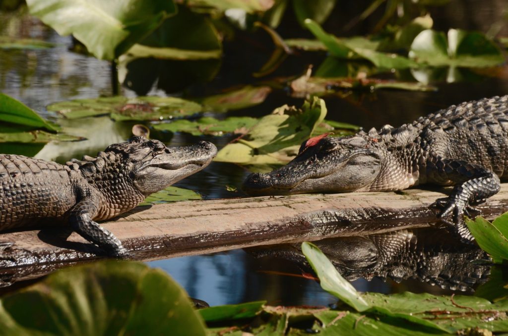 Okefenokee Swamp | Joe Cook