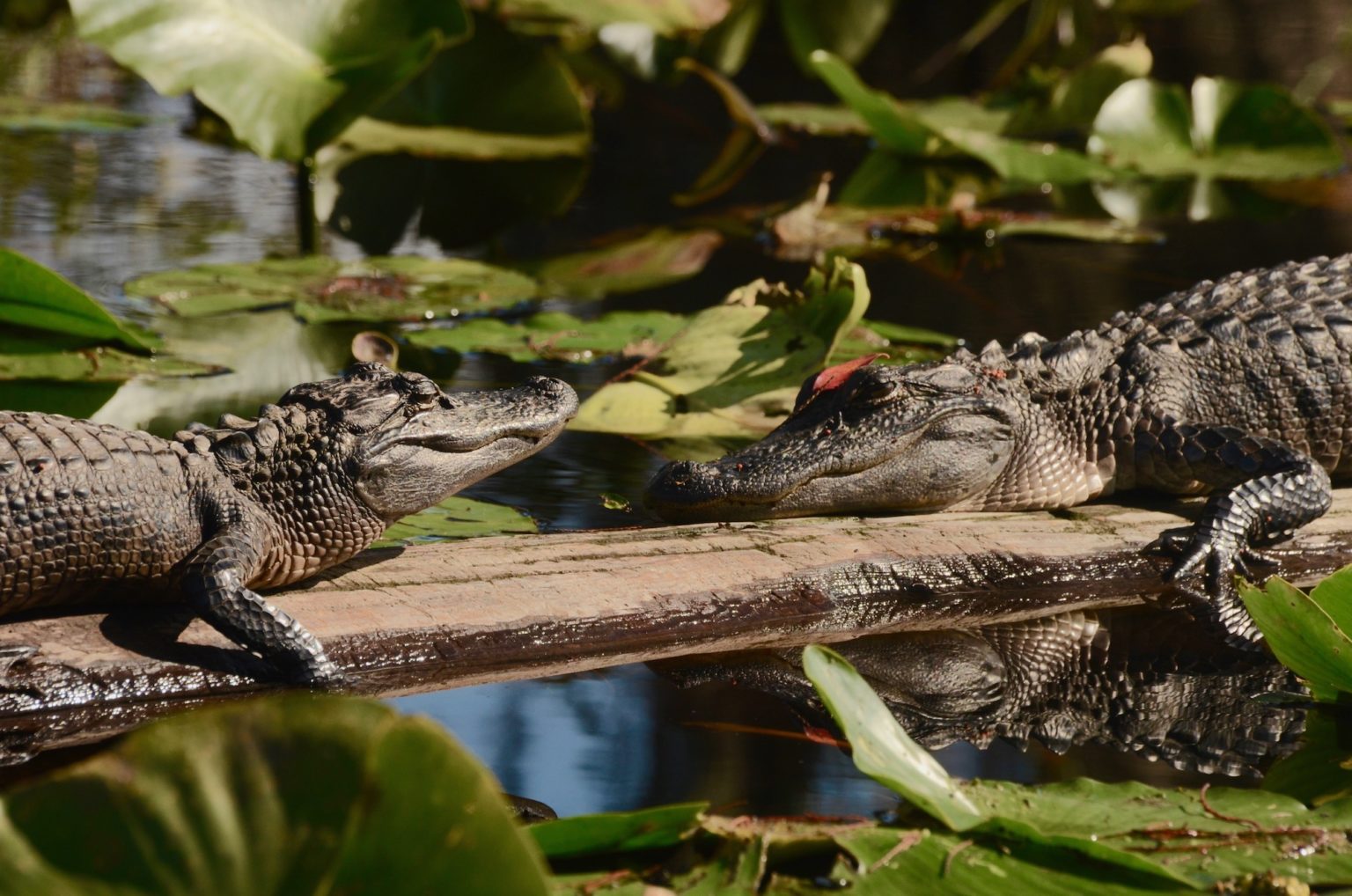 Okefenokee Swamp America S Most Endangered Rivers Of 2024   Okefenokee Swamp Pair Of Gators Joe Cook 1536x1018 