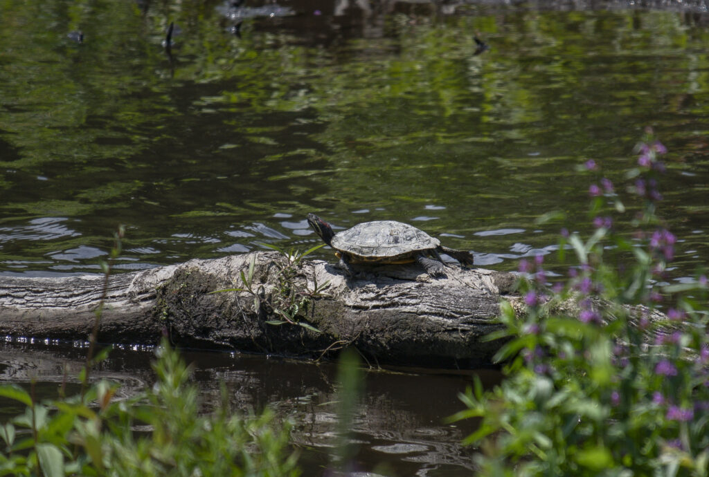 Nissequogue River, New York | Stephen Borghardt
