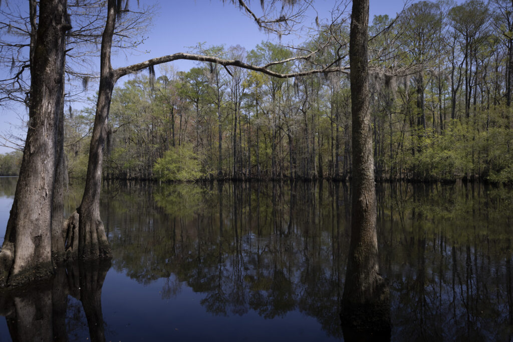 Lumber River State Park, North Carolina | Julia Rendleman